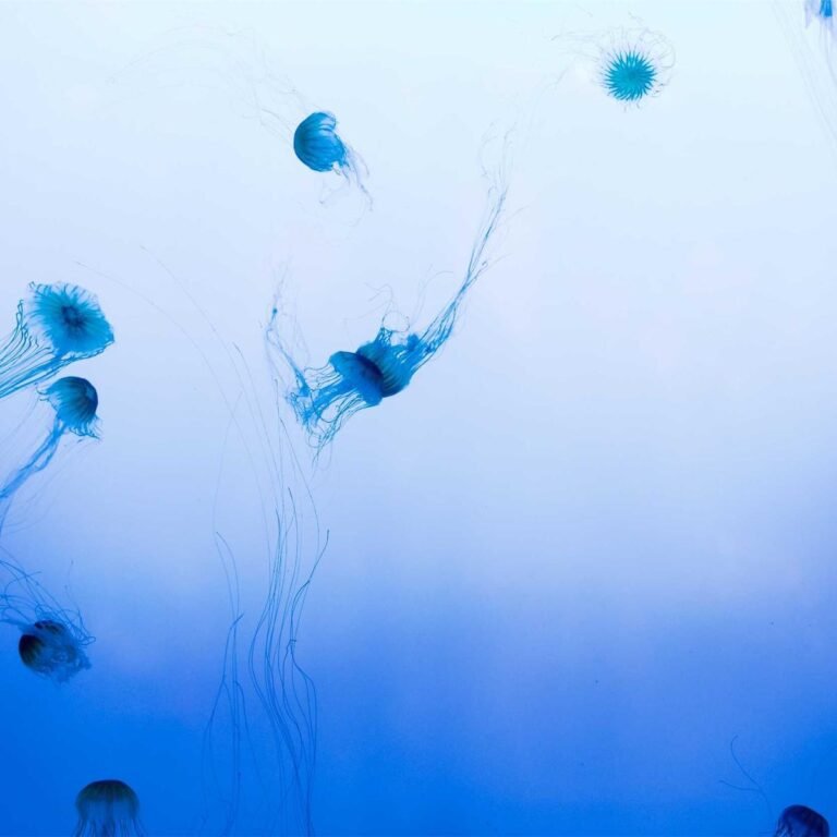 Dell Inspiron 14 – 32 GB RAM / 256 GB SSD